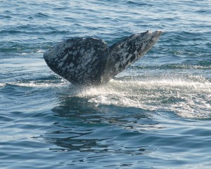 gray whales gray whales