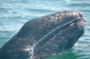 Gray whale Gray whale