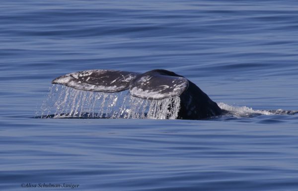 Whales down for the count at the Point Vicente Interpretive Center